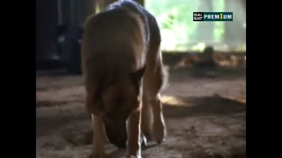 Il commissario Rex 09x11