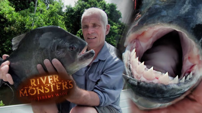 Monstros do Rio T1:E3 - Piranha