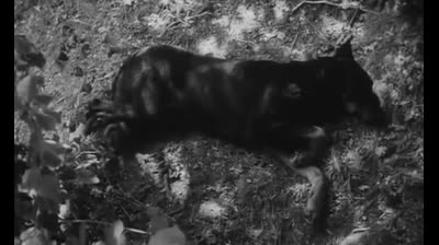 O Selvagem de Aryon (O garoto selvagem - legendado pt br 1969)