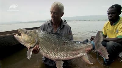 Monstros do Rio T2:E4 - Peixe Tigre Africano