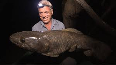 Monstros do Rio T3:E6 - Peixe Lobo do Suriname