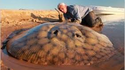 Monstros do Rio T3:E7 - Raia de Água Doce